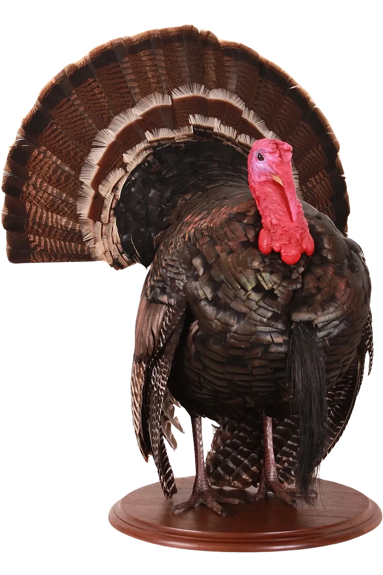 Wild Turkey Full Strut Life Size Mount