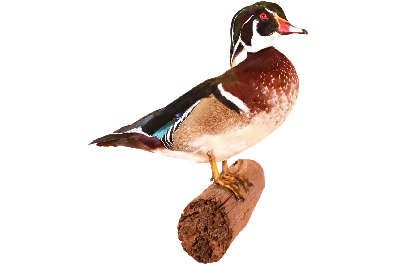 Wood Duck Mount
