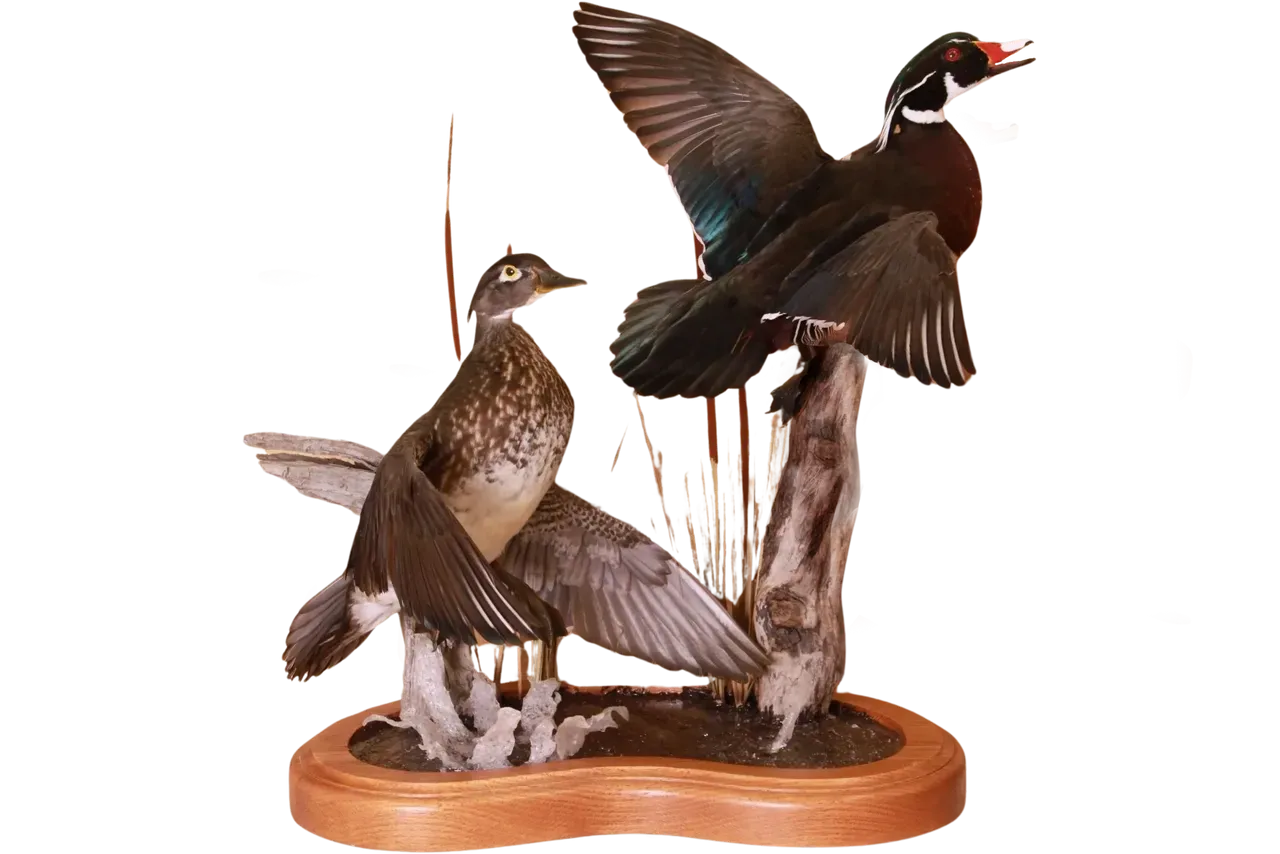 Wood Duck Drake & Hen Flying Habitat Mount