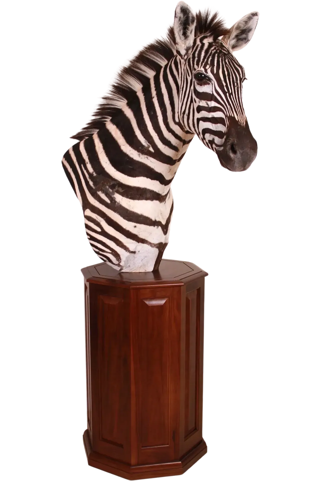 Zebra Pedestal Mount